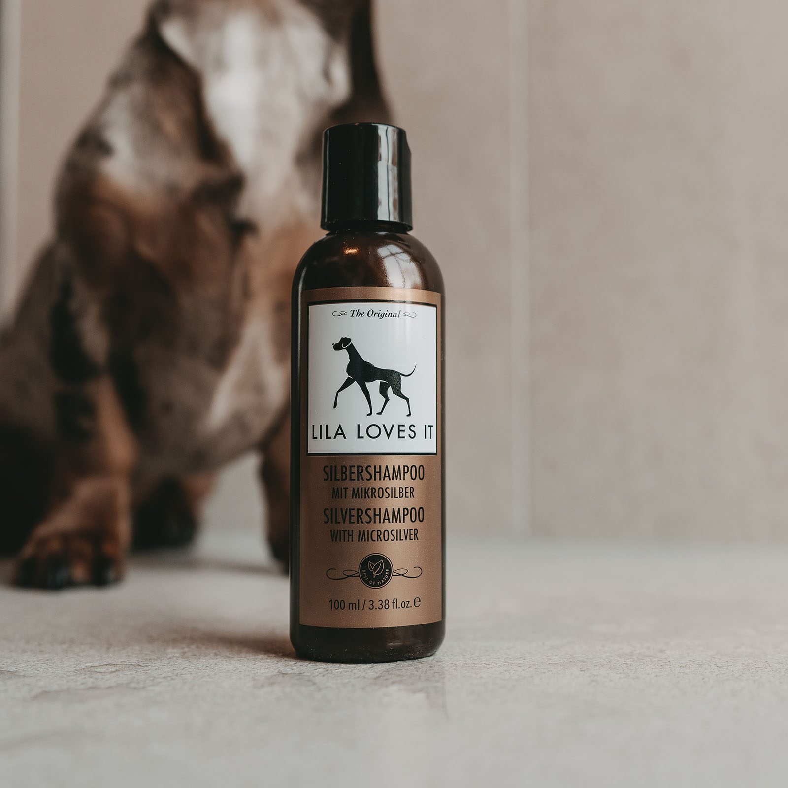 Silbershamoo im Bad auf nassem Naturstein mit Zwergdackel Oreo im unscharfem Hintergrund