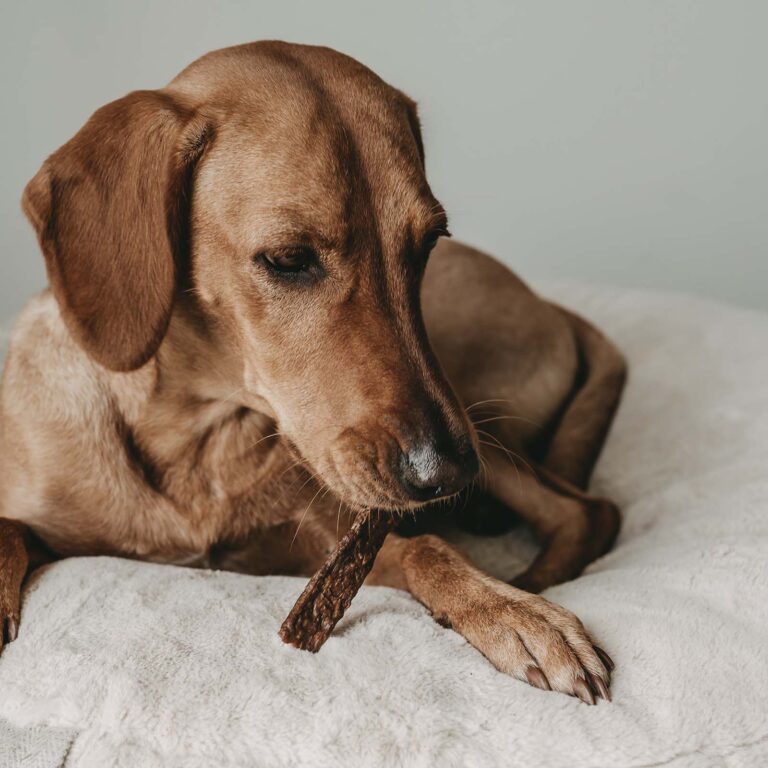Hund frisst Hundesnack