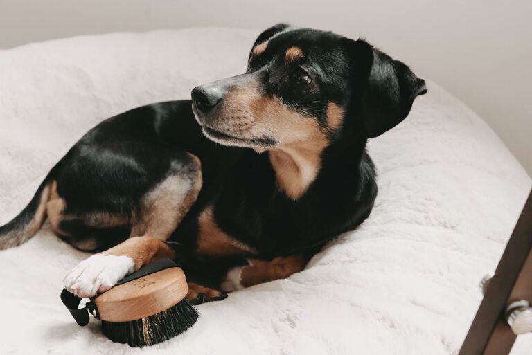 Milo mit Bürste Kurzhaar auf dem hellen Hyggebed