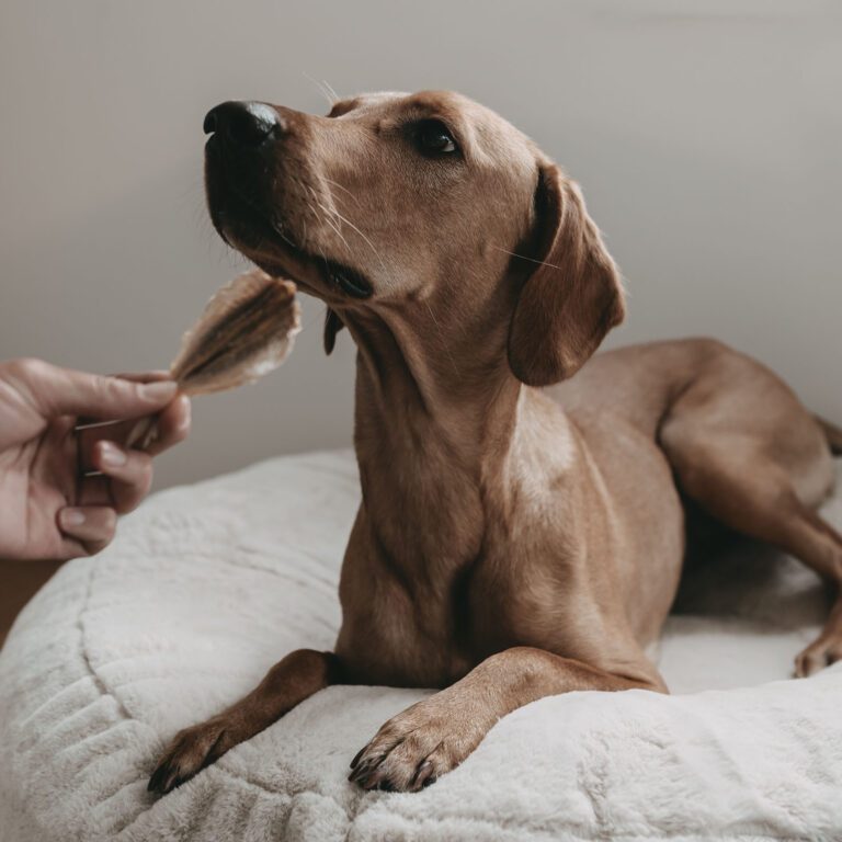Emmy liegend auf einem Hyggebed. Eine Makrele wird von einer Hand Emmy unterhalb ihrer Schnauze gehalten