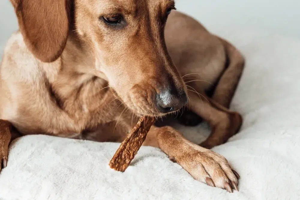 Hund kaut Trockenfleisch von lila loves it