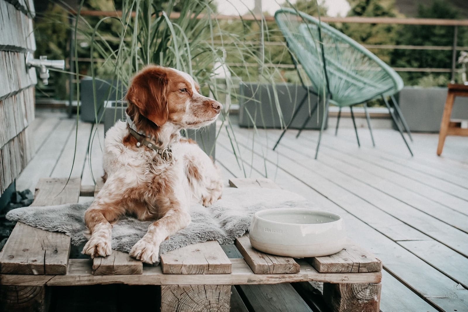 Braun-Weißer Hund liegt auf einer Decke auf einer Palette auf einer Veranda vor einer Hauswand | LILA LOVES IT "Keramiknapf, Grau, M"