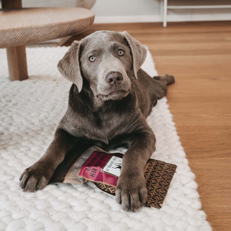kleiner grauer Hund mit einer Packung Reh Trockenfleisch auf einem Weißen Teppich