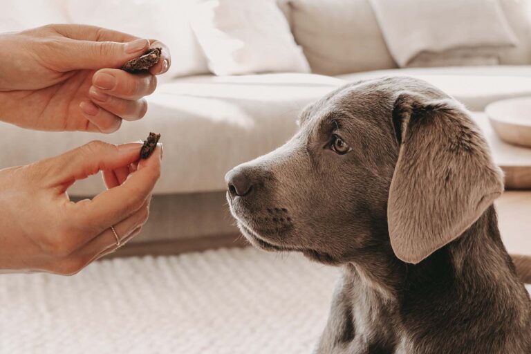Kleiner grauer Hund der mit Trockenfleisch gefüttern wird