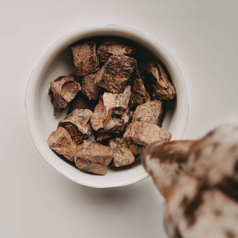 Lungenwürfel vom Pferd mit Hundeschnauze