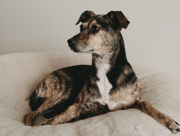 Hündin auf Hundebett