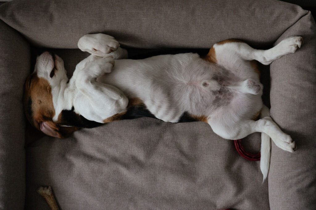Kleiner braun-weißer Hund liegt rücklings in einem grauen großem Hundebett