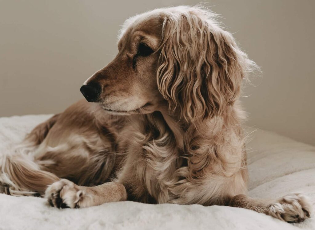 Kleiner beiger Hund mit langen Haaren liegt auf weißem Hundebett und schaut links aus der Kamera