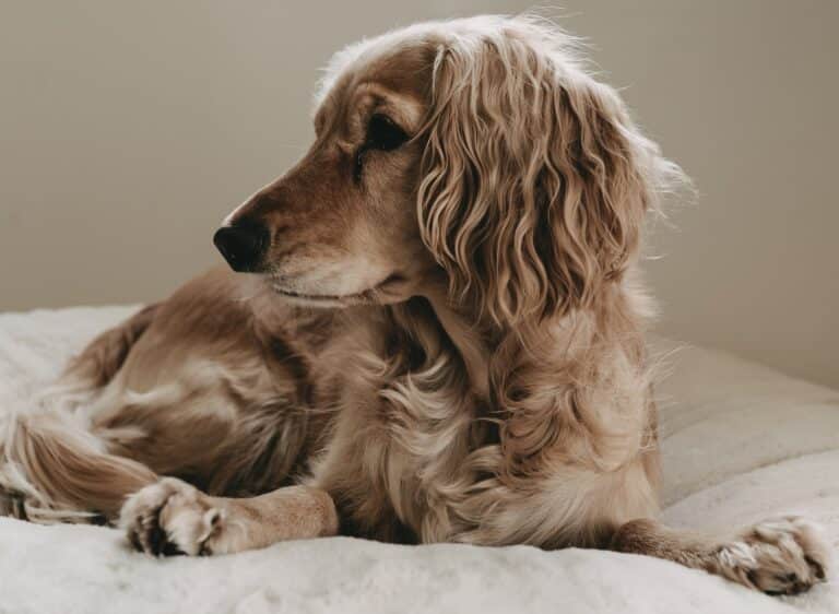 Kleiner beiger Hund mit langen Haaren liegt auf weißem Hundebett und schaut links aus der Kamera