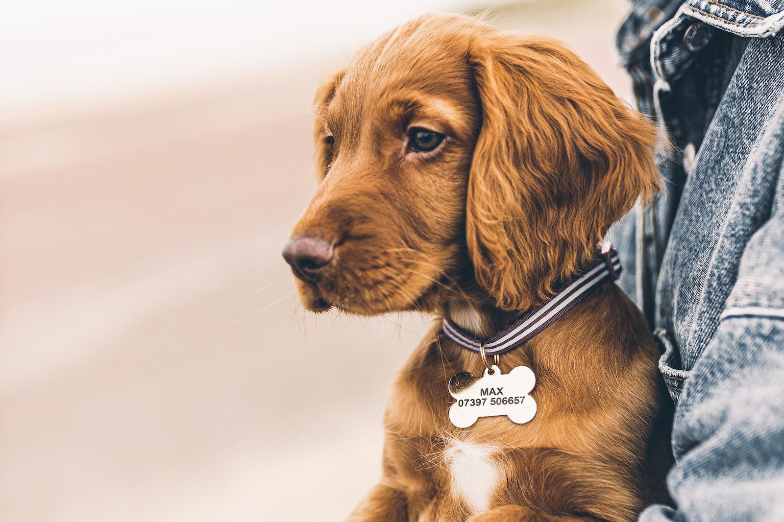 Kleiner rost-brauner Hund mit langem Fell trägt eine Hundemarke mit dem Namen Max und wird im Arm einer Person gehalten, die eine Jeans Jacke trägt