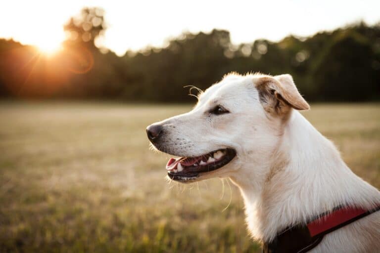 Weißer Hund mit rotem Geschirr sitzt auf einer grüen Herbst Wiese im Sonnenuntergang an einem Waldesrand und schaut glücklich im Profil nach links aus dem Bild
