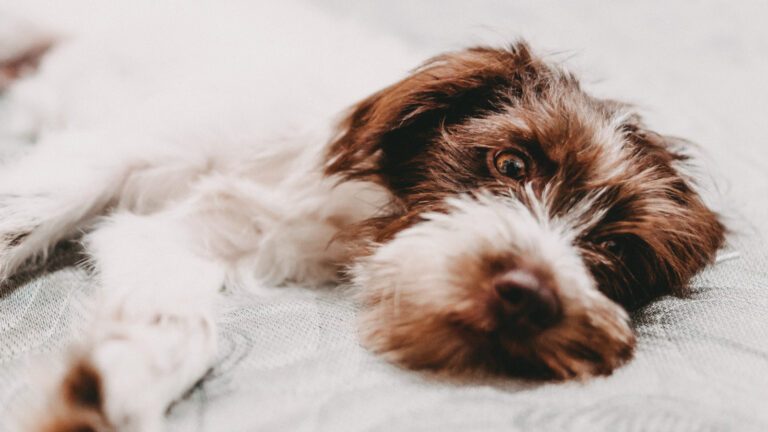 Kleiner Hund liegt auf weißer Decke und schaut in die Kamera
