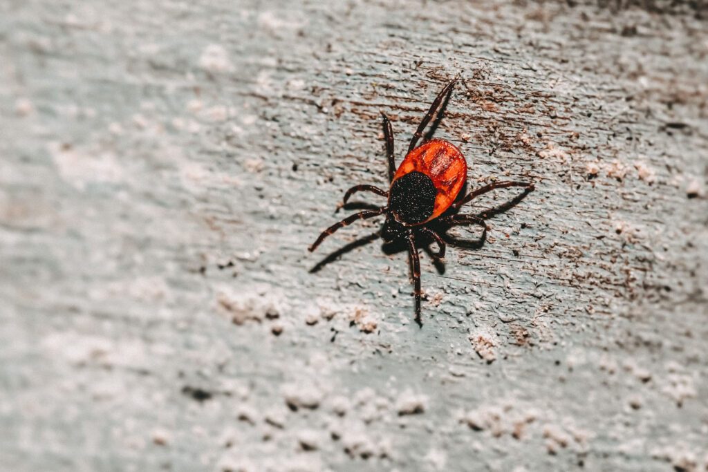 Eine rot-braune Zecke auf einer Baumrinde im Fokus mit unscharfem Hintergrund