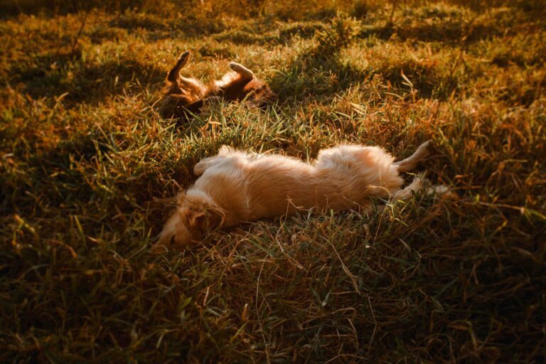 Hunde wälzen sich in Gras