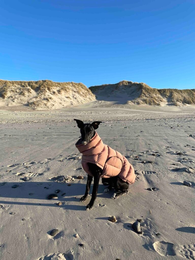 Whippet Strand Mantel Winterurlaub
