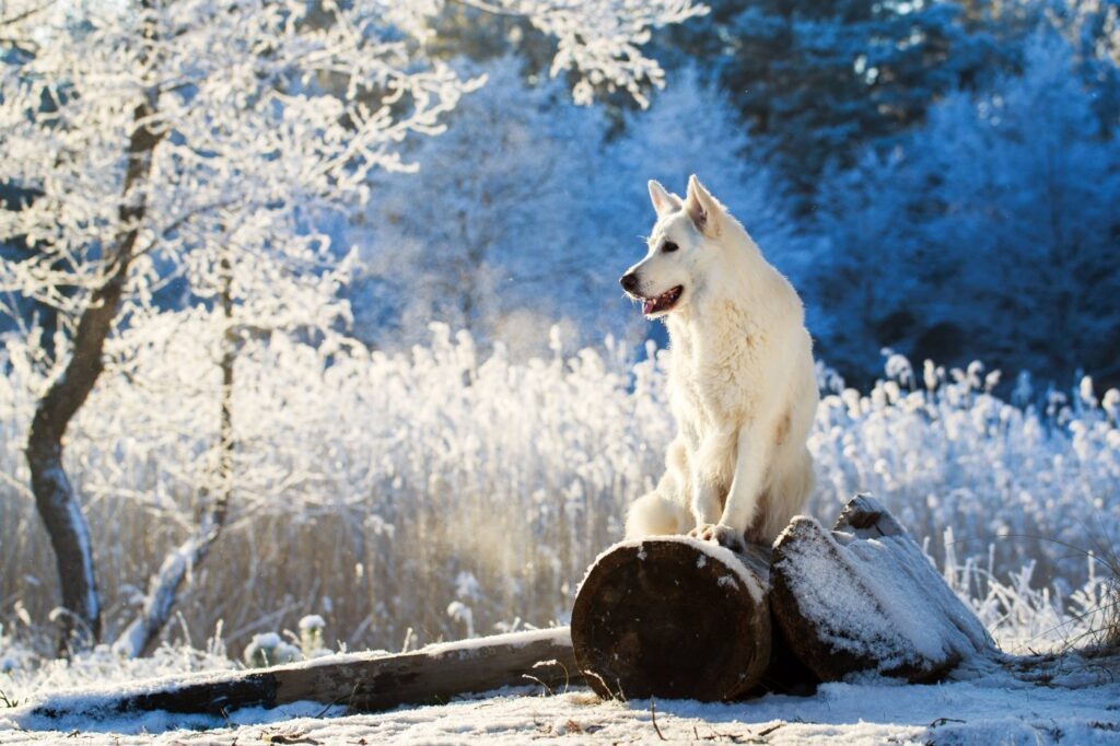 Hund der im Winter im Schnee spielt