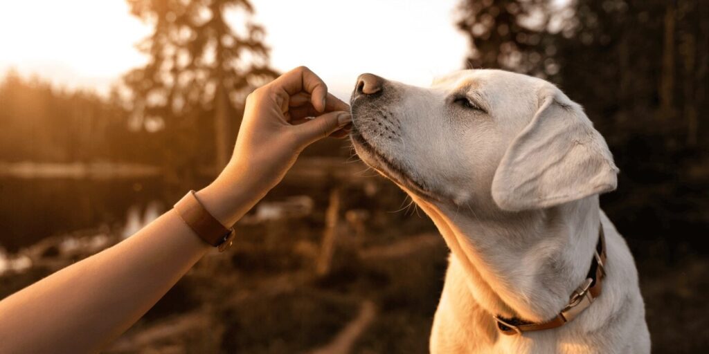 Weißer Hund genießt es wie ihn ein Leckerli ins Maul gegeben wird