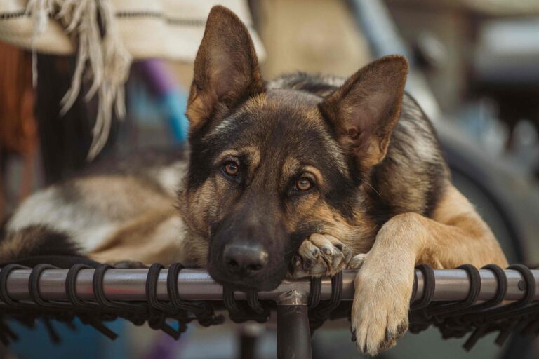 Unerwünschtes Verhalten bei Hunden (Aggression, Beißen, Bellen, Rammeln) kann durch körperliche Probleme wie schmerzende Gelenke, Magen-Darm-Probleme, eingeschränktes Sehvermögen verursacht werden.