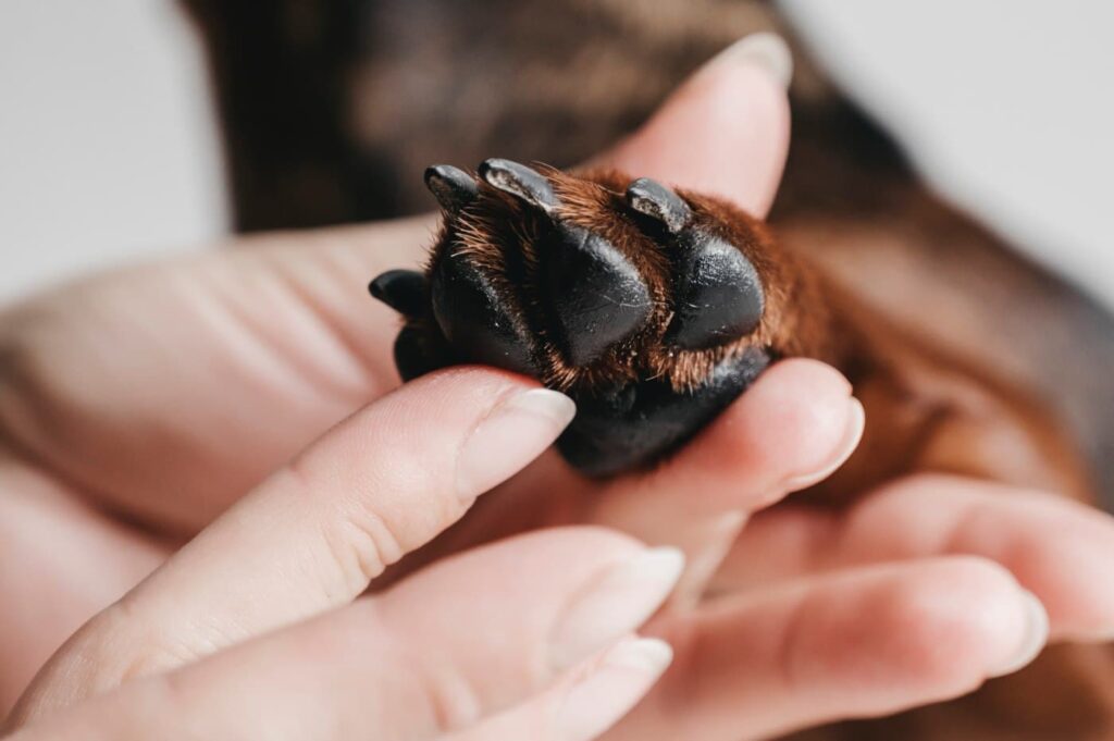 Eine Hand cremt eine Hundepfote mit Lila loves it Pfötchenbalsam ein.