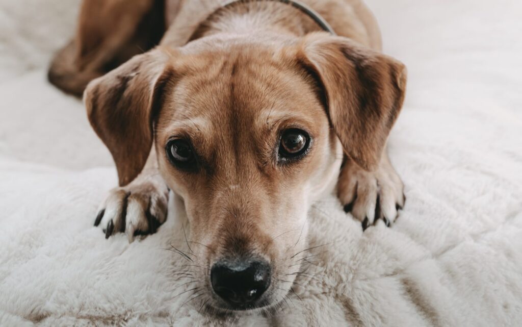 Kleiner Hund mit braunem kurzen Fell der auf einem weißen Hundekissen liegt und entspannt in die Kamera schaut