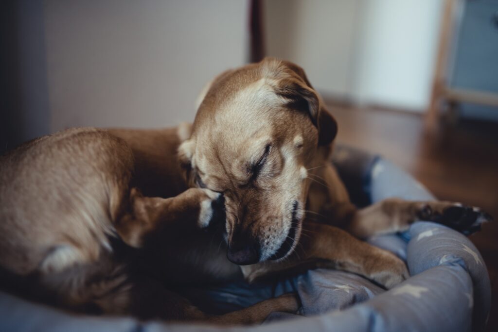 Kleiner Hund kuckt sich am Kopf
