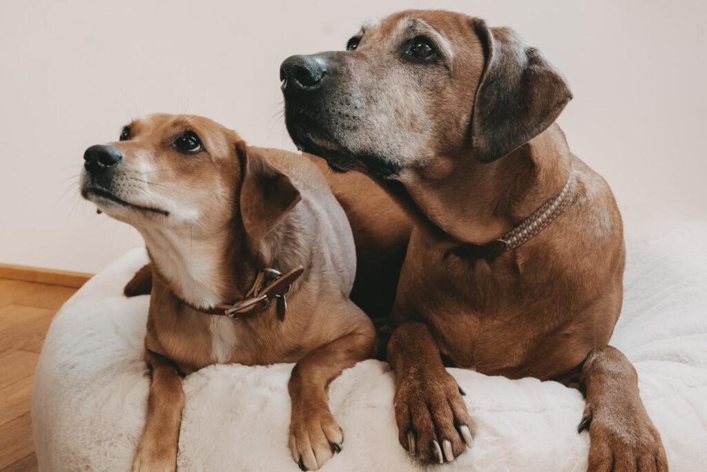 Zwei Hunde liegen neugierig auf einem Hundebett