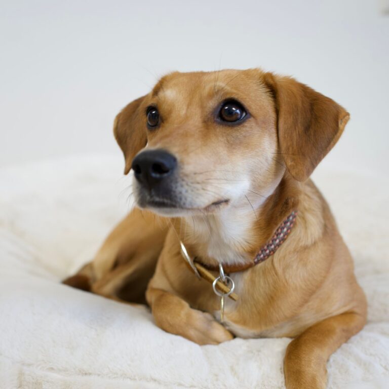 Hund liegt auf Hundebett und schaut neugierig