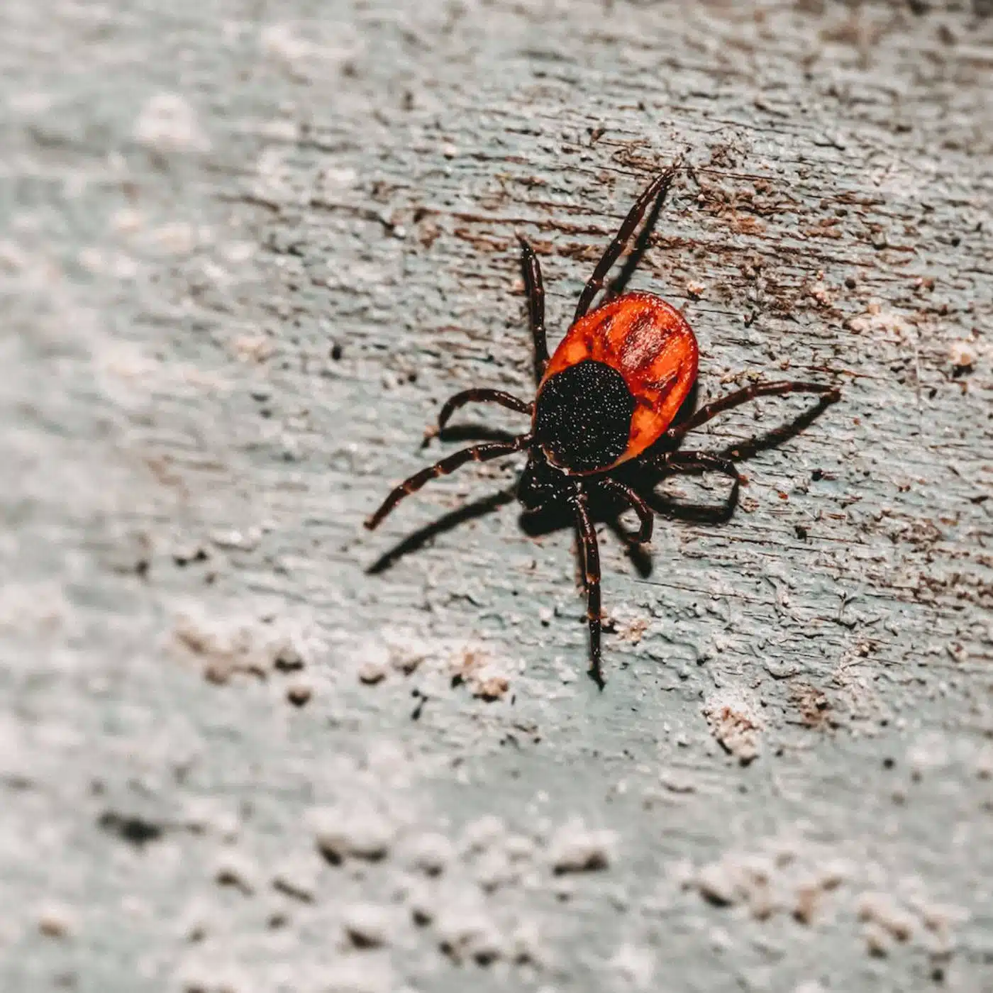 Nahaufnahme eine rot-schwarzen Zecke