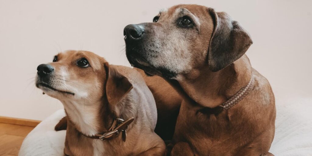 Hunde liegen nebeneinander gekuchelt auf dem Hundebett und schauen in die gleiche Richtung aus dem Bild heraus nach oben