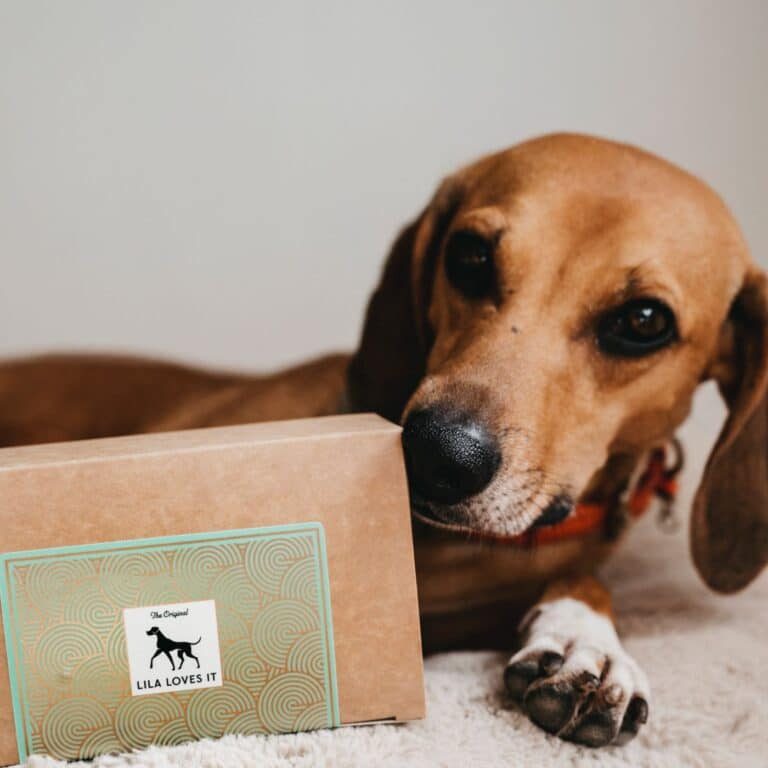 Hund schnuppert an Lila Loves it Soft Bites Lamm-Packung