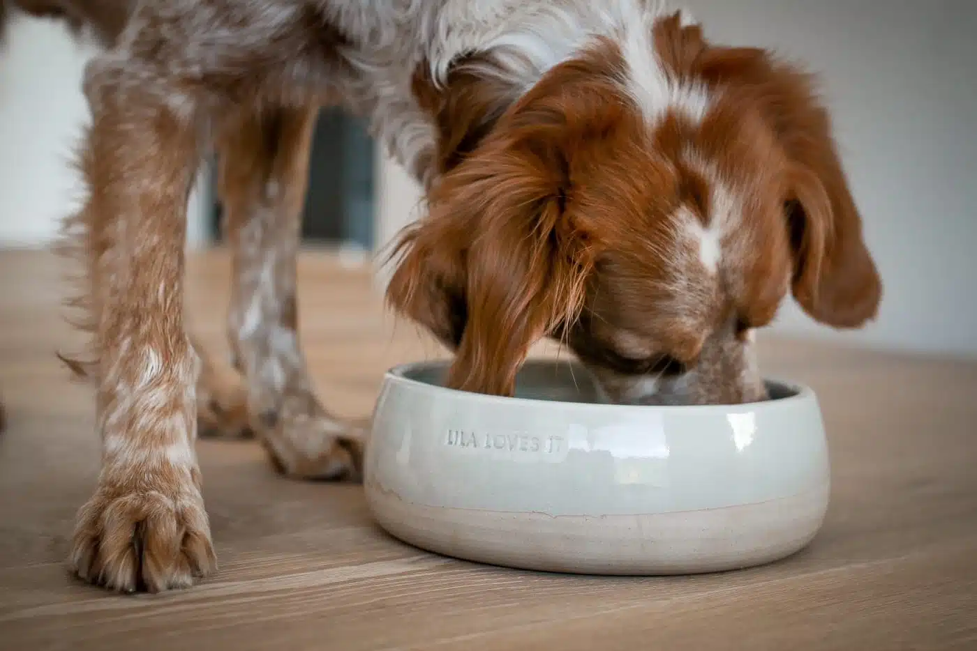 Lila Loves it Nassfutter - goldbraun weiß gefleckter Hund frisst aus einem Keramiknapf