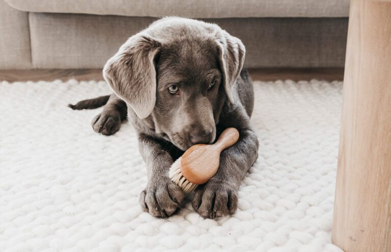 Welpe liegt mit Fellbürste aus Holz auf dem Boden und schnuppert an der Bürste