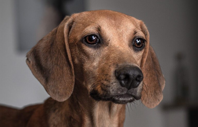 Sehvermögen von Hunden