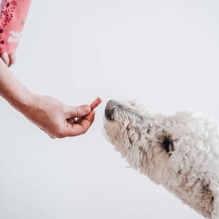 Weißer Labradoodle der einen Yoghu-Stick angeboten bekommt