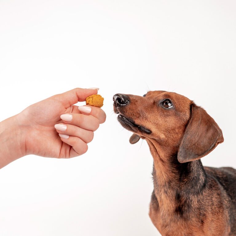 Dackel blickt aufmerksam auf einen LILA LOVES IT Käsepraline-Hundesnack, der ihm von einer Hand vor hellem Hintergrund angeboten wird.