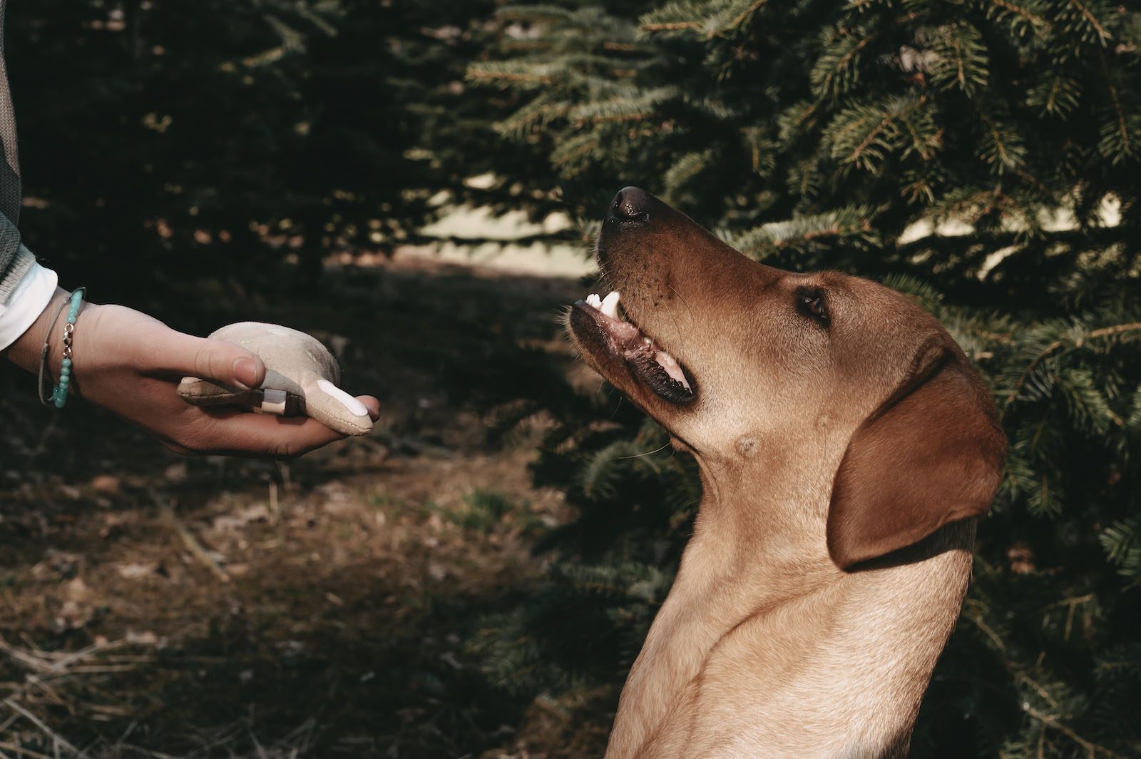 Beiger Hund schau erwartungsvoll während er ein Kau-Spielzeug in mitten eines Nadelwäldchens angeboten bekommt