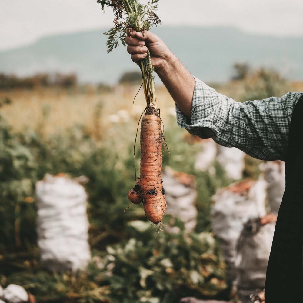 Mann erntet frische Karotten auf Feld