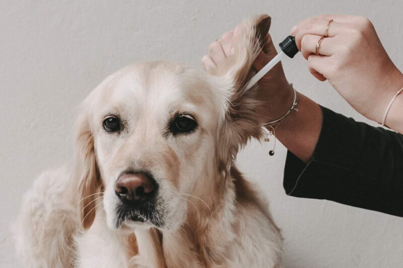 Weißer Hund bekommt Ohr-Reiniger ins Schlapp-Ohr getropft | LILA LOVES IT "Ohr-Reiniger"