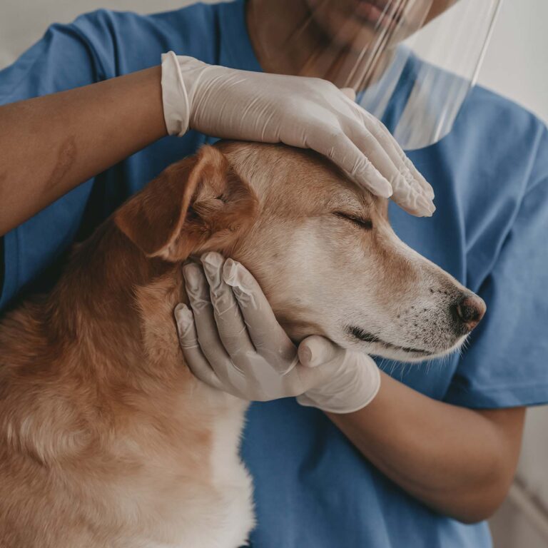 Hund beim Tierarzt liebevoll gestreichelt nach Behandlung mit sprühbarer Wundsalbe First Aid Balsam