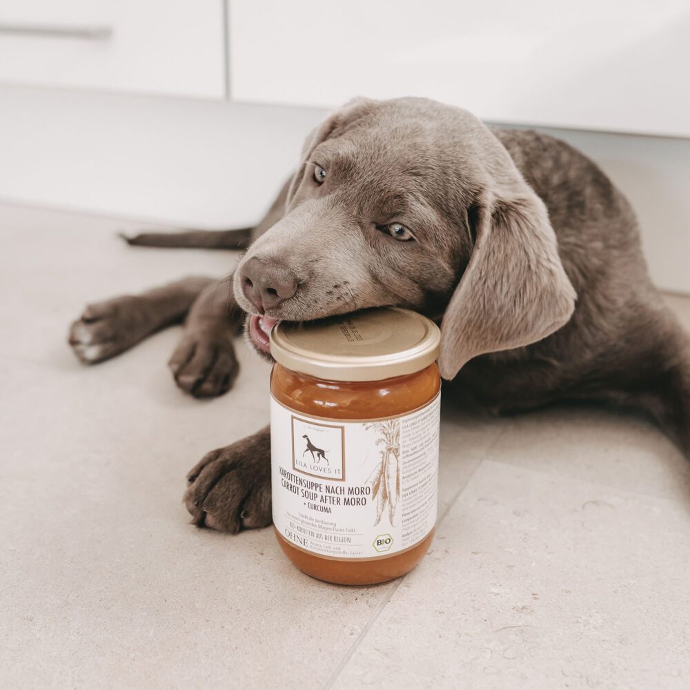 Morosche Karottensuppe für Hunde bei Durchfall und Magendarmbeschwerden mit Labrador Welpen Pepper
