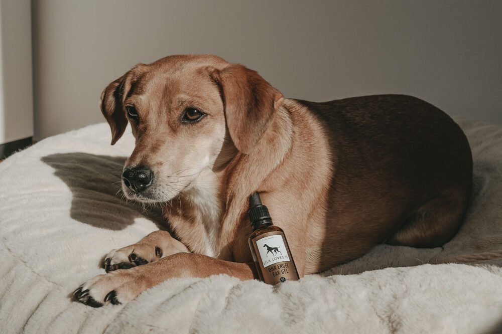 Ohrentropfen für Hunde "Ohr-Engel" mit Hund auf Hundebett