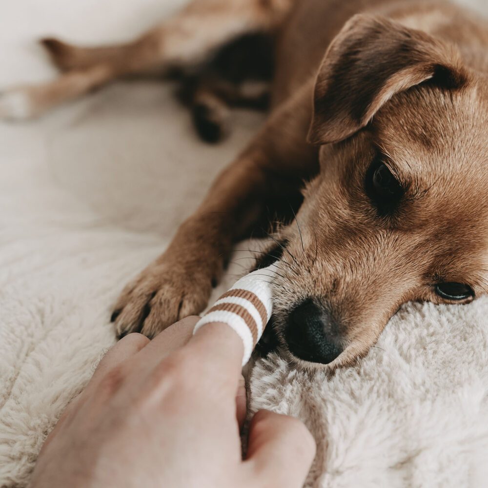 Filou mit Zahn-Fingerling nach Reinigung mit Hundezahnpasta