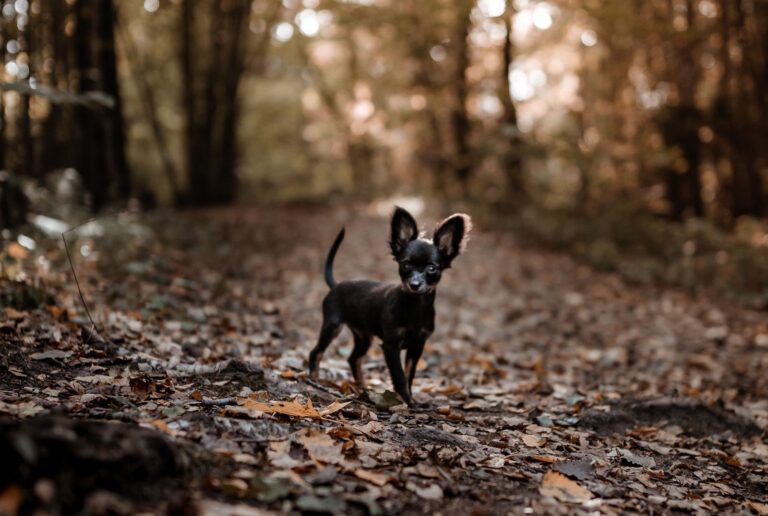 Ein winziger Hund mit großen Ohren steht auf dem Boden eines Herbstwaldes und schau gespannt in die Kamera