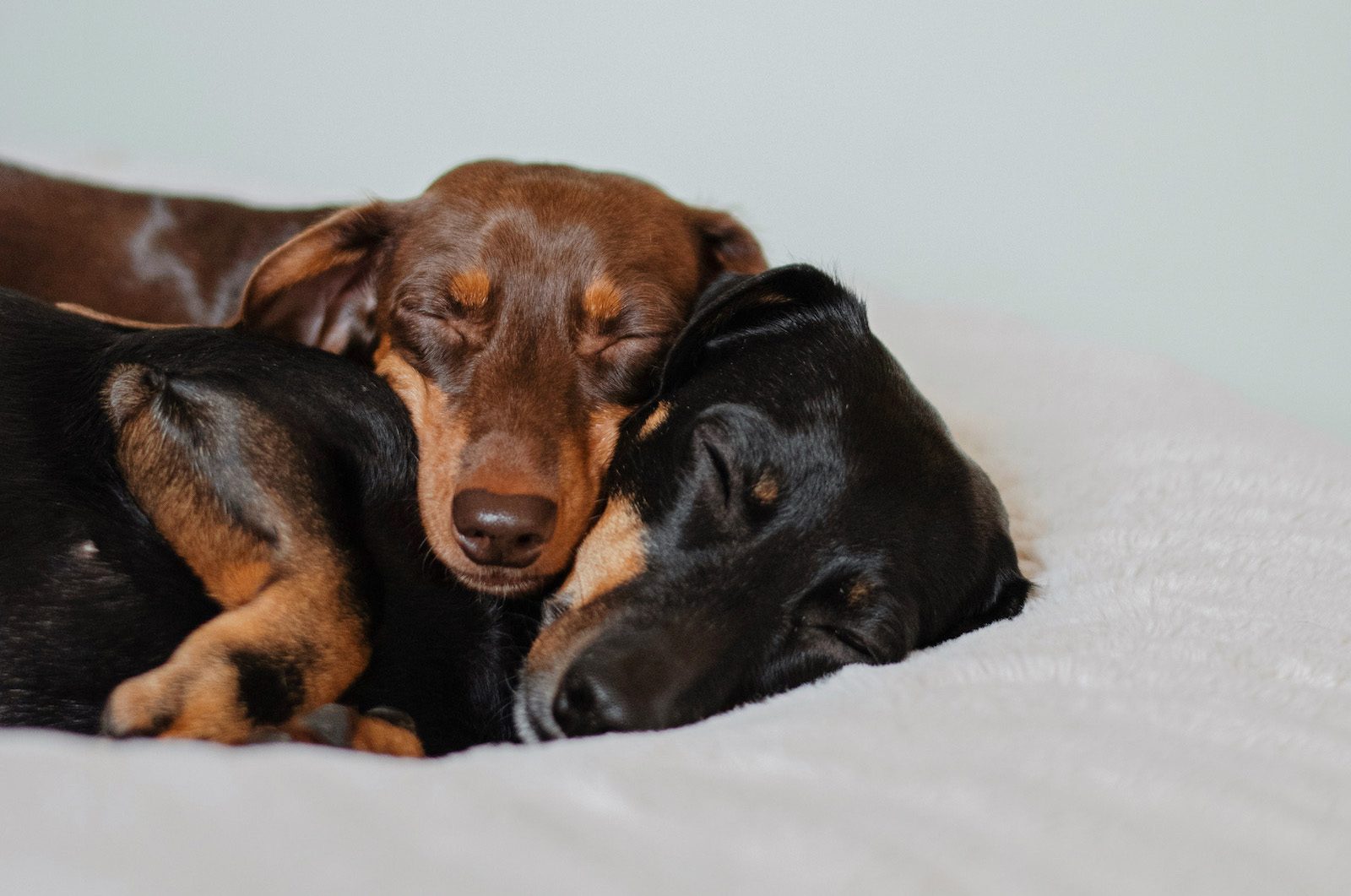 Zwei kleine Hunde mit braunen und mit schwarzem Fell kuscheln gemeinsam schläfrig und ruhig auf einer weißen Kuscheldecke