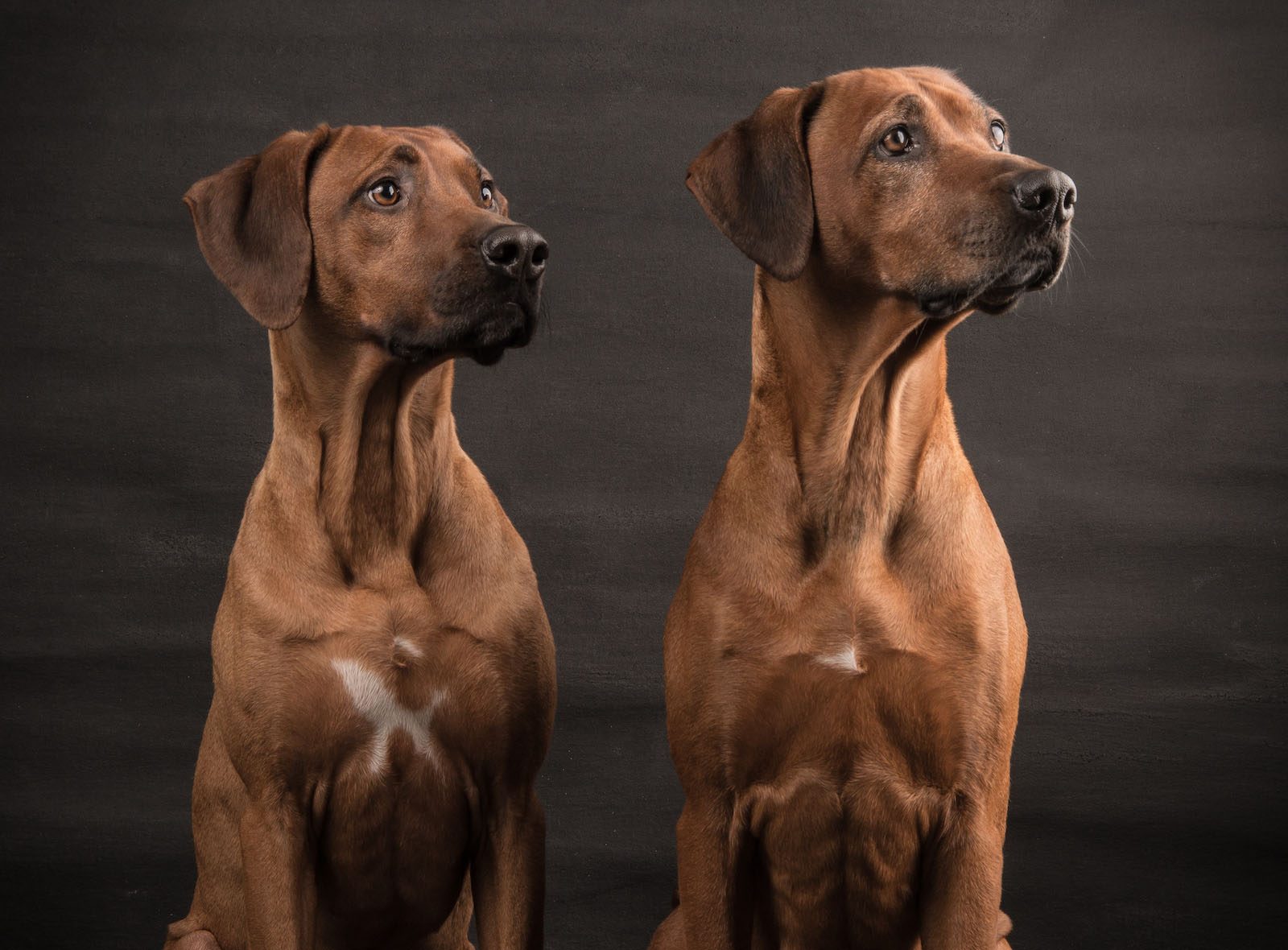 Zwei große elegante hell braune Hunde schauen neugierig rechts außerhalb der Kamera