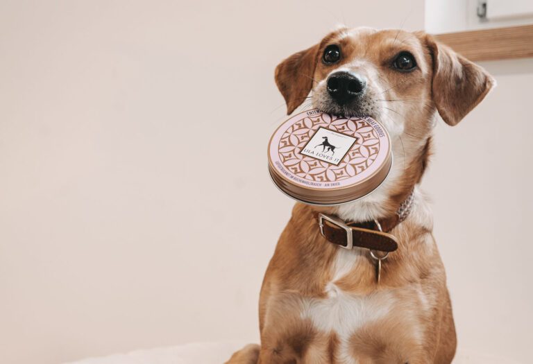 Kleiner Hund sitzt vor einer beigen Wand und hat eine beige-braune Metalldose mit Hunde Leckerli im Maul | LILA LOVES IT "Entenfleisch-Goodies 60g Dose"