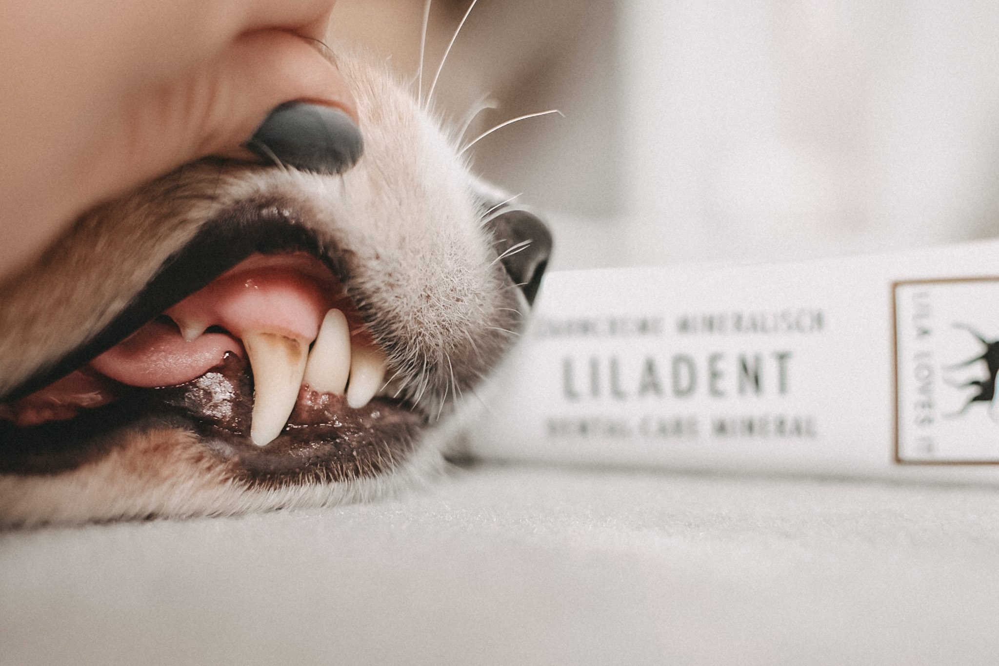 Per Hand angehobene Hundelefze zeigt Zähne mit leichter Verfärbung bei beige-weißem Hund, die Zahnpasta liegt unscharf dahinter | LILA LOVES IT "Liladent Zahncreme für Hunde"