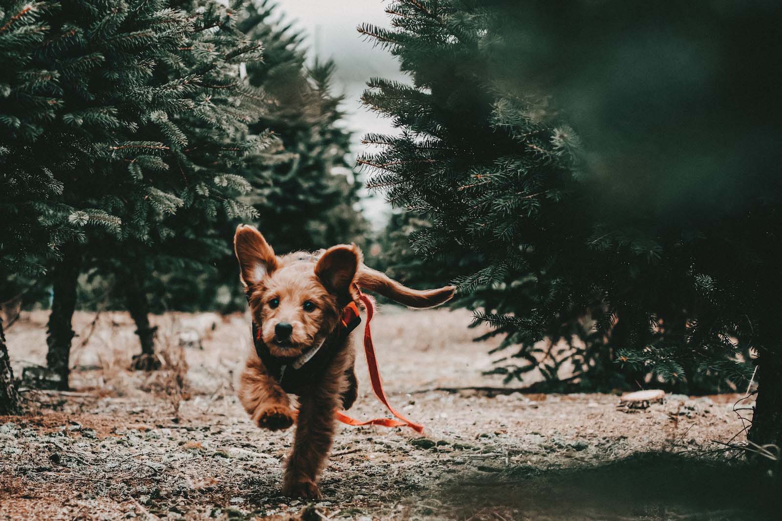Kleiner Hund rennt jungen Nadelwald