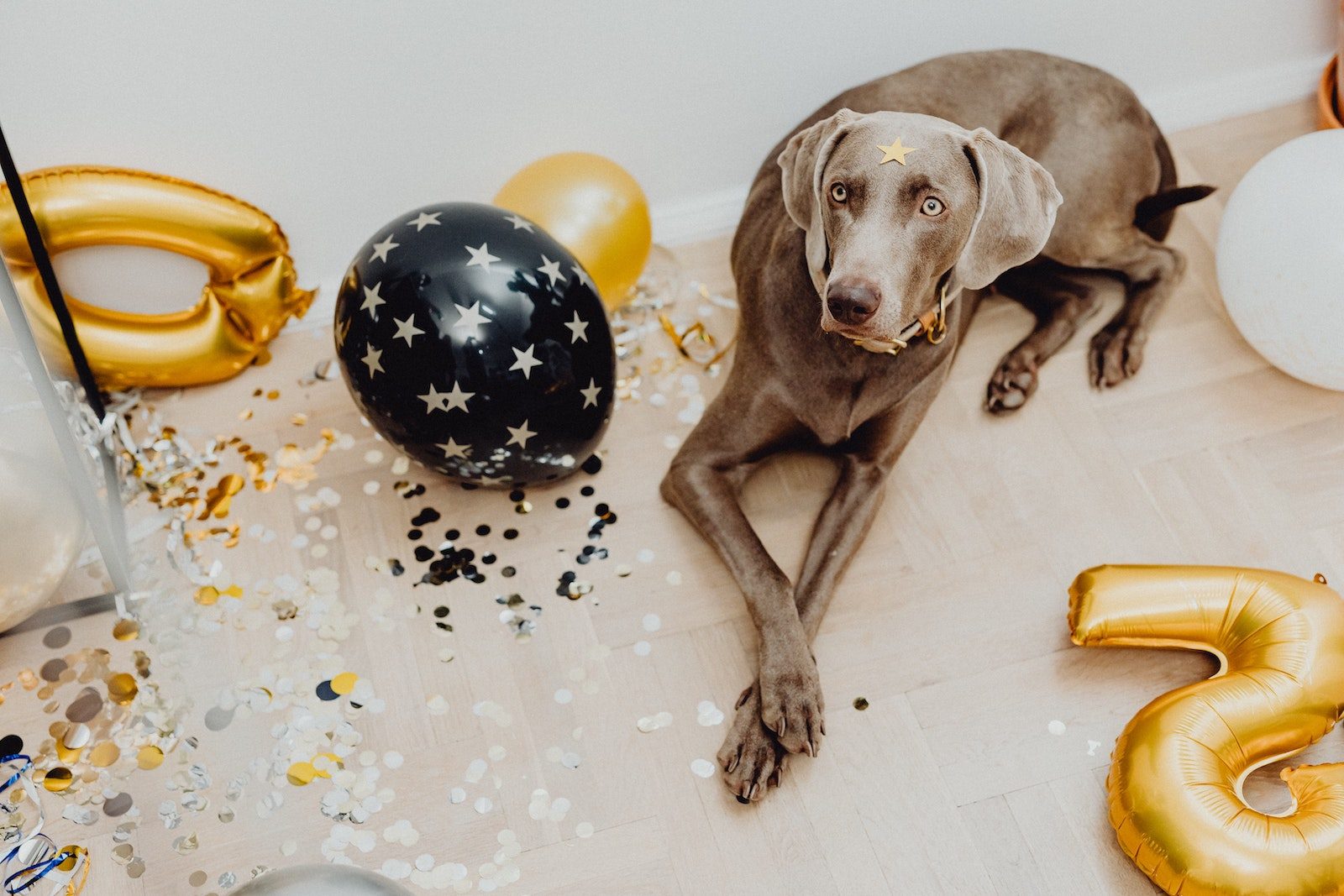 Großer brauner Hund liegt ruhig auf dem Boden in Mitten von Party-Deko aus Konfetti, Lametta und bunten Balloons klassich runder und Zahle-Form