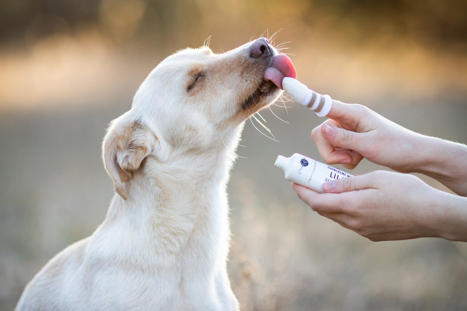 kleiner Hund schleckt Zahnpasta von Zahnputz Fingerling | LILA LOVES IT "Zahnputz Fingerling & Liladent Zahnpasta"